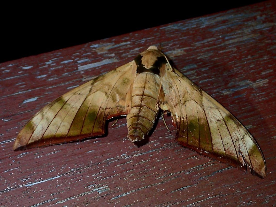 Hawkmoth - Ambulyx tattina This is a Hawkmoth - Ambulyx tattina. Ambulyx tattina,Geotagged,Hawkmoth,Malaysia,Moth,Sarawak,Summer