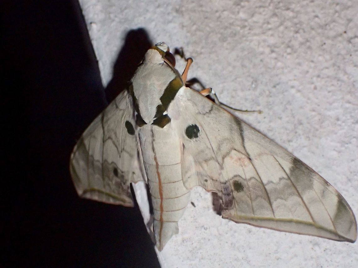 Hawkmoth  Ambulyx liturata,Geotagged,Hawkmoth,Malaysia,Moth,Sarawak,Summer