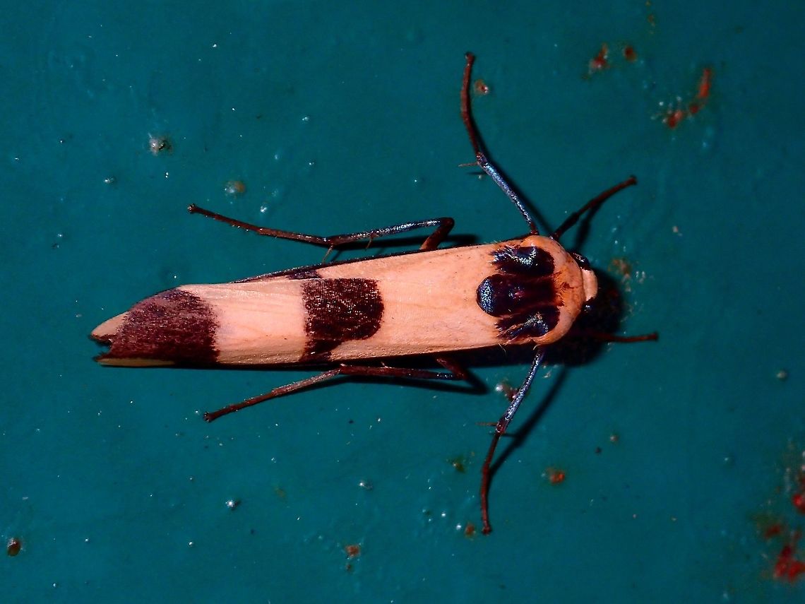 Lichen Moth This is a small sized Lichen Moth - Oeonistis altica, attracted by the light at night Geotagged,Lichen Moth,Malaysia,Moth,Oeonistis altica,Sarawak,Summer