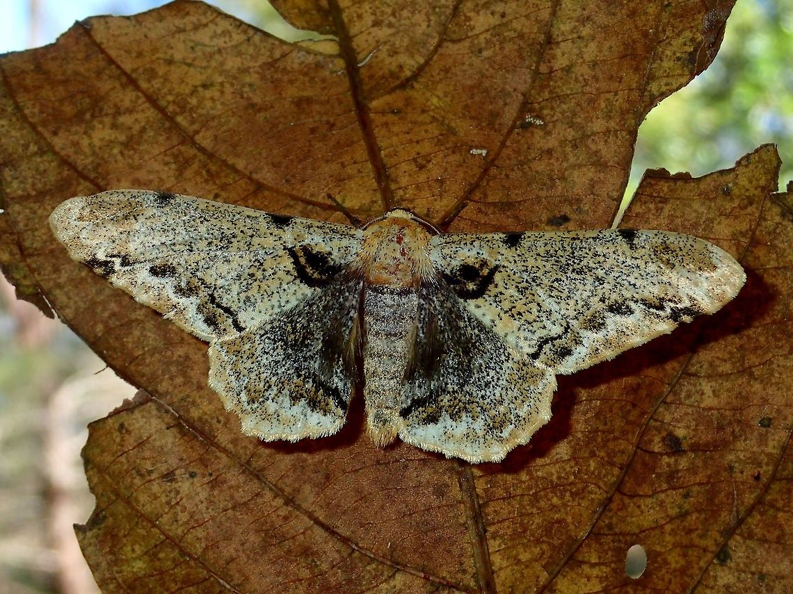 Geometrid Moth - Biston pustulata Interesting and intricate patterns on this Geometrid Moth - Biston pustulata, could possibly well camouflaged among dried leafs. Biston pustulata,Geometrid Moth,Geotagged,Malaysia,Moth,Sarawak,Summer
