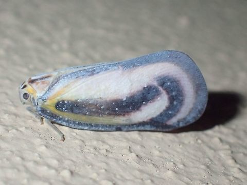 Flatid Planthopper - Nephesa ligata Small Hopper attracted to the light at night

Nephesa ligata is a species of Planthopper from Family Flatidae.

ID Reference :

https://flow.hemiptera-databases.org/flowpdf/442.pdf

Figure 3, originally described as Cenestra ligata and now revised to Nephesa ligata Hopper,Malaysia,Nephesa ligata,Planthopper,Sarawak