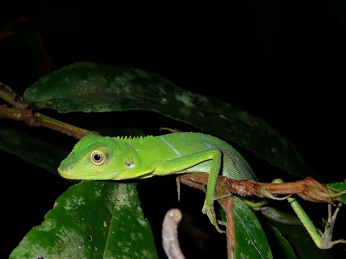Green Crested Lizard - Bronchocela cristatella This Green Crested Lizard - Bronchocela cristatella was in green form when I first found it during a night walk.<br />
As I took its pictures, it started to change to brown colours. Bronchocela cristatella,Geotagged,Green Crested Lizard,Malaysia,Sarawak,Summer
