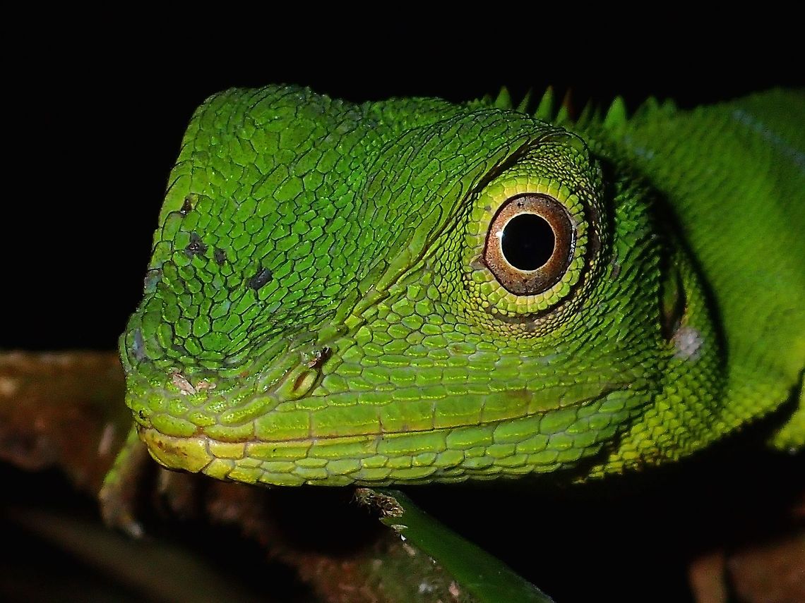 Green Crested Lizard - Bronchocela cristatella Close-up of the face of Green Crested Lizard - Bronchocela cristatella.<br />
<br />
The whole Lizard can be seen here :<br />
<br />
<figure class="photo"><a href="https://www.jungledragon.com/image/44561/green_crested_lizard_-_bronchocela_cristatella.html" title="Green Crested Lizard - Bronchocela cristatella"><img src="https://s3.amazonaws.com/media.jungledragon.com/images/2994/44561_thumb.jpg?AWSAccessKeyId=05GMT0V3GWVNE7GGM1R2&Expires=1769040010&Signature=%2Bl2phgaZOmS7KuI2NcVPEE2W%2BkI%3D" width="200" height="150" alt="Green Crested Lizard - Bronchocela cristatella This Green Crested Lizard - Bronchocela cristatella was in green form when I first found it during a night walk.<br />
As I took its pictures, it started to change to brown colours. Bronchocela cristatella,Geotagged,Green Crested Lizard,Malaysia,Sarawak,Summer" /></a></figure><br />
 Bronchocela cristatella,Geotagged,Green Crested Lizard,Malaysia,Summer
