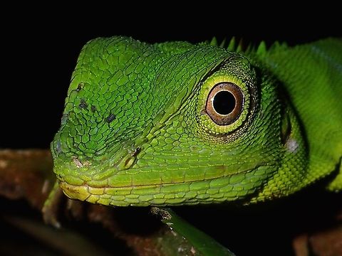 Green Crested Lizard - Bronchocela cristatella Close-up of the face of Green Crested Lizard - Bronchocela cristatella.

The whole Lizard can be seen here :

https://www.jungledragon.com/image/44561/green_crested_lizard_-_bronchocela_cristatella.html
 Bronchocela cristatella,Geotagged,Green Crested Lizard,Malaysia,Summer