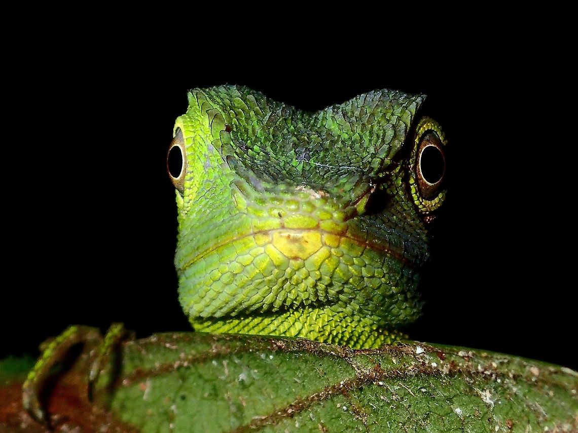 Staring at you This Green Crested Lizard - Bronchocela cristatella was seen during a night walk, it was green in colour when I first saw it and it started to change to brown colours as I continued to take pictures of it.<br />
<br />
See here for the brown form :<br />
<br />
<figure class="photo"><a href="https://www.jungledragon.com/image/44564/green_crested_lizard_-_bronchocela_cristatella.html" title="Green Crested Lizard - Bronchocela cristatella"><img src="https://s3.amazonaws.com/media.jungledragon.com/images/2994/44564_thumb.jpg?AWSAccessKeyId=05GMT0V3GWVNE7GGM1R2&Expires=1769040010&Signature=MOVqN1fnF4VyYiuQPIKVX41eDDk%3D" width="200" height="146" alt="Green Crested Lizard - Bronchocela cristatella This Green Crested Lizard - Bronchocela cristatella started to change to brown as I was taking pictures of it.<br />
<br />
See here for the green form :<br />
<br />
https://www.jungledragon.com/image/44563/staring_at_you.html Bronchocela cristatella,Geotagged,Green Crested Lizard,Malaysia,Sarawak,Summer" /></a></figure> Bronchocela cristatella,Geotagged,Green Crested Lizard,Malaysia,Summer