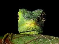 Staring at you This Green Crested Lizard - Bronchocela cristatella was seen during a night walk, it was green in colour when I first saw it and it started to change to brown colours as I continued to take pictures of it.<br />
<br />
See here for the brown form :<br />
<br />
https://www.jungledragon.com/image/44564/green_crested_lizard_-_bronchocela_cristatella.html Bronchocela cristatella,Geotagged,Green Crested Lizard,Malaysia,Summer