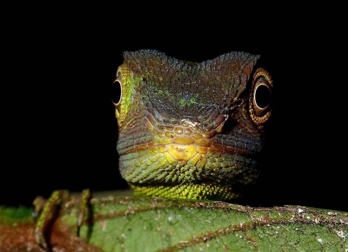 Green Crested Lizard - Bronchocela cristatella This Green Crested Lizard - Bronchocela cristatella started to change to brown as I was taking pictures of it.<br />
<br />
See here for the green form :<br />
<br />
<figure class="photo"><a href="https://www.jungledragon.com/image/44563/staring_at_you.html" title="Staring at you"><img src="https://s3.amazonaws.com/media.jungledragon.com/images/2994/44563_thumb.jpg?AWSAccessKeyId=05GMT0V3GWVNE7GGM1R2&Expires=1769040010&Signature=gmsoZPVEjx6ZXfhtJHr6cCtivLQ%3D" width="200" height="150" alt="Staring at you This Green Crested Lizard - Bronchocela cristatella was seen during a night walk, it was green in colour when I first saw it and it started to change to brown colours as I continued to take pictures of it.<br />
<br />
See here for the brown form :<br />
<br />
https://www.jungledragon.com/image/44564/green_crested_lizard_-_bronchocela_cristatella.html Bronchocela cristatella,Geotagged,Green Crested Lizard,Malaysia,Summer" /></a></figure> Bronchocela cristatella,Geotagged,Green Crested Lizard,Malaysia,Sarawak,Summer