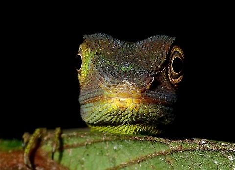 Green Crested Lizard - Bronchocela cristatella This Green Crested Lizard - Bronchocela cristatella started to change to brown as I was taking pictures of it.

See here for the green form :

https://www.jungledragon.com/image/44563/staring_at_you.html Bronchocela cristatella,Geotagged,Green Crested Lizard,Malaysia,Sarawak,Summer