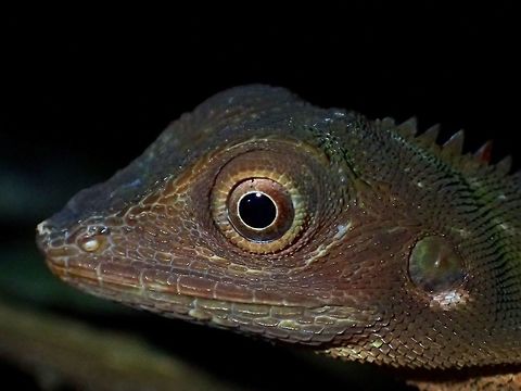 Green Crested Lizard - Bronchocela cristatella This is the brown form of Green Crested Lizard - Bronchocela cristatella Bronchocela cristatella,Geotagged,Green Crested Lizard,Malaysia,Sarawak,Summer