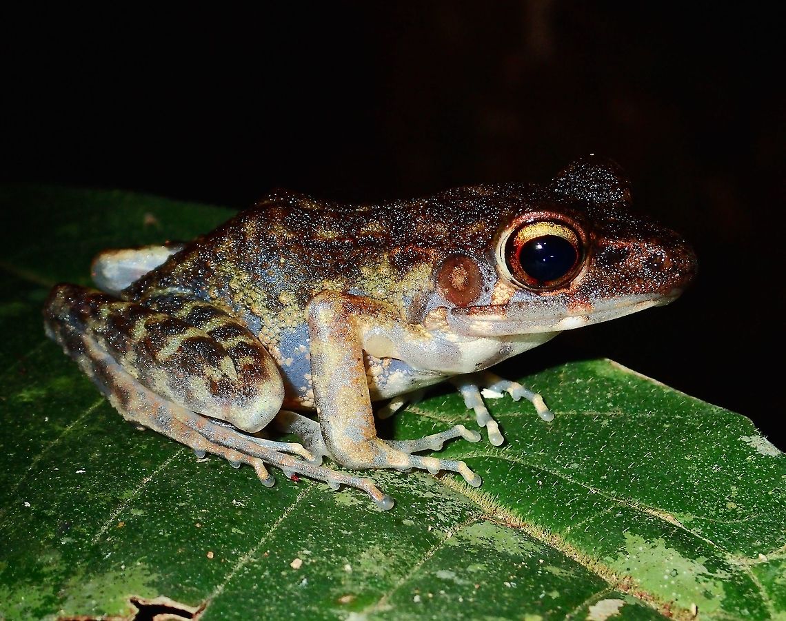 Frog  Frog,Geotagged,Hylarana baramica,Malaysia,Sarawak,Summer