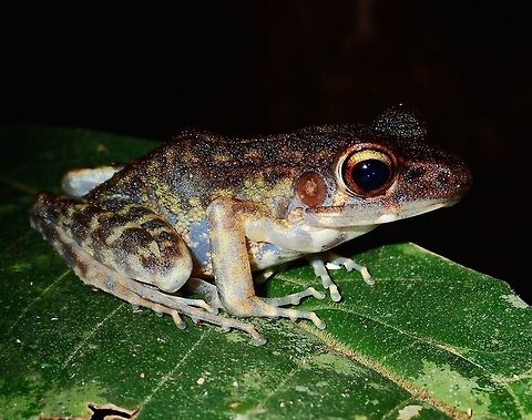 Frog  Frog,Geotagged,Hylarana baramica,Malaysia,Sarawak,Summer
