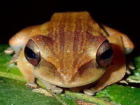 Frog  Common tree frog,Frog,Geotagged,Malaysia,Polypedates leucomystax,Sarawak,Summer