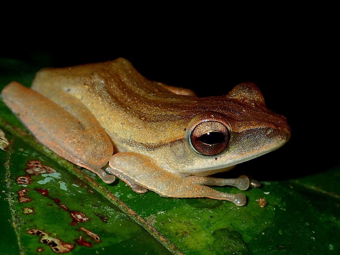 Frog  Common tree frog,Frog,Geotagged,Malaysia,Polypedates leucomystax,Sarawak,Summer