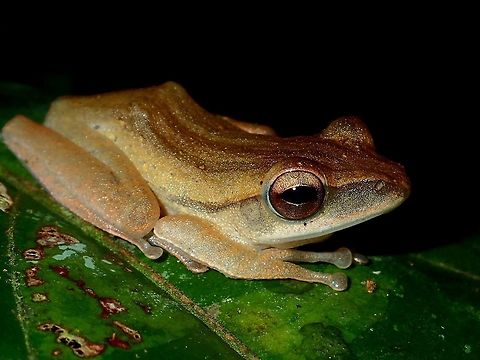 Frog  Common tree frog,Frog,Geotagged,Malaysia,Polypedates leucomystax,Sarawak,Summer