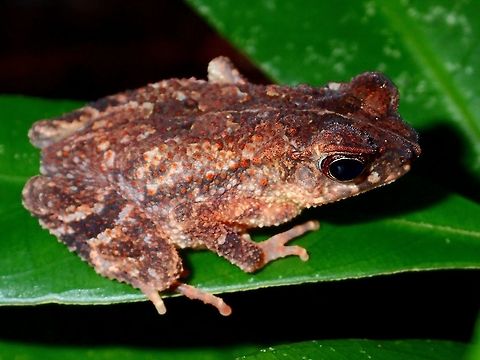 Toad  Geotagged,Ingerophrynus divergens,Malaysia,Sarawak,Summer,Toad