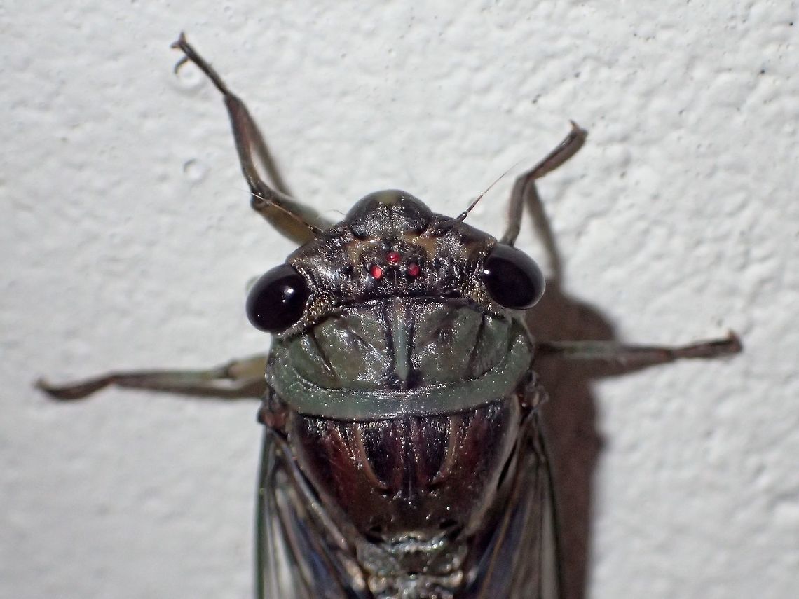 Three Red Spots Close-up of Cicada with 3 red spots on its head Cicada,Geotagged,Malaysia,Sarawak,Summer