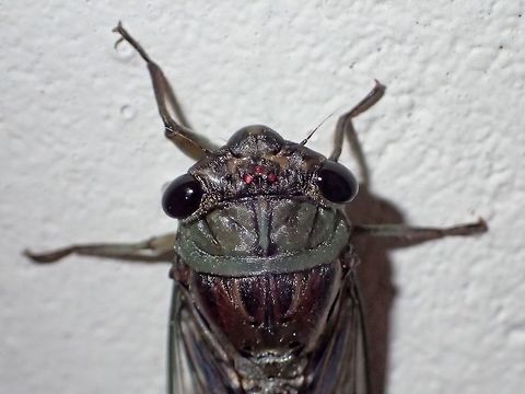 Three Red Spots Close-up of Cicada with 3 red spots on its head Cicada,Geotagged,Malaysia,Sarawak,Summer