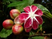 Simpuh Air - Dillenia suffruticosa This is the ripened fruit of Simpuh Air - Dillenia suffruticosa. The roundish fruit 'pops up' when riped and the seed is dispersed. This looks like a flower at a glance.<br />
<br />
Picture of the flowers can be seen here :<br />
<br />
https://www.jungledragon.com/image/44576/simpuh_air_flowers.html<br />
 Dillenia suffruticosa,Geotagged,Malaysia,Sarawak,Simpoh Ayer,Simpuh Air,Summer