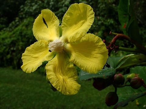Simpuh Air Flowers This is the Flowers of Simpuh Air - Dillenia suffruticosa.

Picture of the fruits can be seen here :

https://www.jungledragon.com/image/44575/simpuh_air_-_dillenia_suffruticosa.html
 Dillenia suffruticosa,Geotagged,Malaysia,Simpoh Ayer,Summer