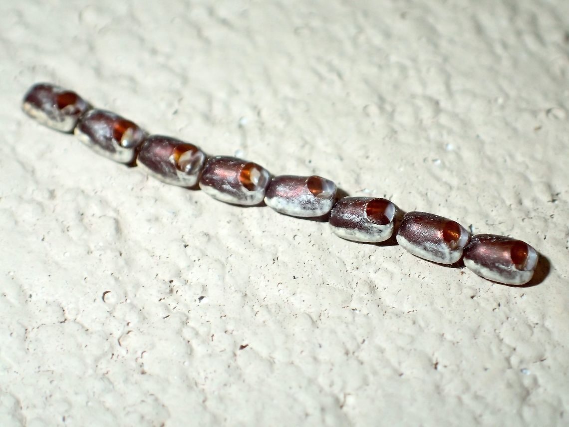 Eggs Row of Eggs of insects, on the wall outside my room.<br />
Lots of insects were attracted by the light outside my room at night. Not sure from which insects this eggs are from. Coreidae,Coreoidea,Eggs,Geotagged,Heteroptera,Malaysia,Ovae,Rhopalidae,Sarawak,Summer