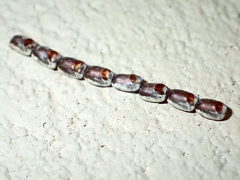 Eggs Row of Eggs of insects, on the wall outside my room.
Lots of insects were attracted by the light outside my room at night. Not sure from which insects this eggs are from. Coreidae,Coreoidea,Eggs,Geotagged,Heteroptera,Malaysia,Ovae,Rhopalidae,Sarawak,Summer