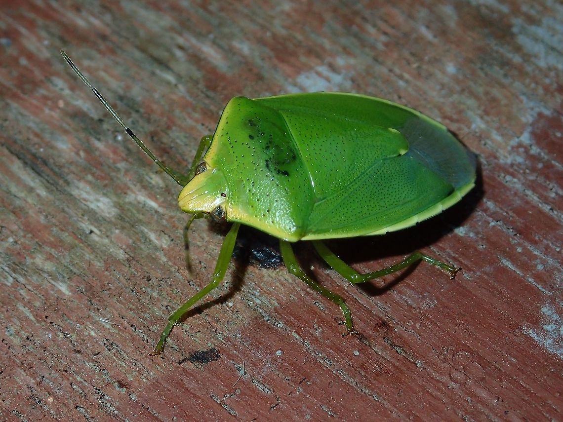 Stink Bug - Glaucias nigromarginatus Green coloured Stink Bug Geotagged,Glaucias nigromarginatus,Malaysia,Sarawak,Stink Bug,Summer
