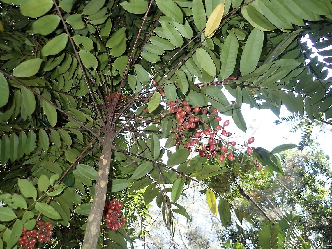 Tongkat Ali Tongkat Ali - Eurycoma longifolia is a flowering plant native to Malaysia and Indonesia. It has spirally arranged, waxy leaves.  The flowers are dioecious which means male and female flowers grow on different trees.<br />
It is prized for its roots which has medicinal value. Eurycoma longifolia,Geotagged,Malaysia,Sarawak,Summer,Tongkat Ali