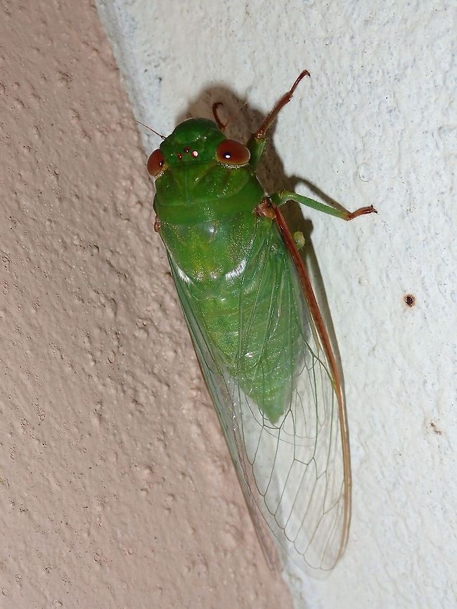 Green Cicada One of the smaller Cicadas that were attracted by the light outside my room.<br />
This one is green in colour and also has 3 red spots/eyes. Cicada,Dundubia vaginata,Geotagged,Green Cicada,Malaysia,Sarawak,Summer