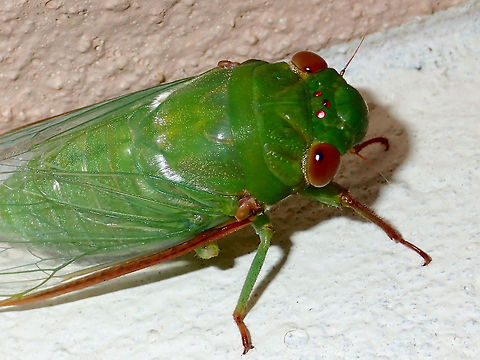 Green Cicada with 3 red eyes Green Cicada with the 3 red eyes, aside from the 2 big brown compound eyes. Cicada,Dundubia vaginata,Geotagged,Green Cicada,Malaysia,Sarawak,Summer