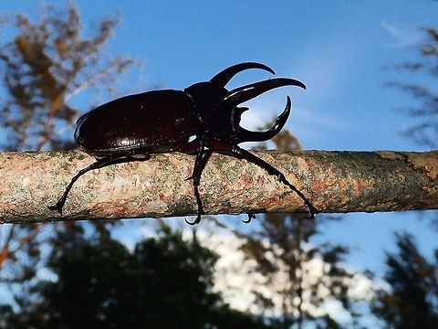 Atlas Beetle Large Rhinoceros Beetle with 3 horns. Atlas beetle,Beetle,Chalcosoma atlas,Geotagged,Malaysia,Sarawak,Summer