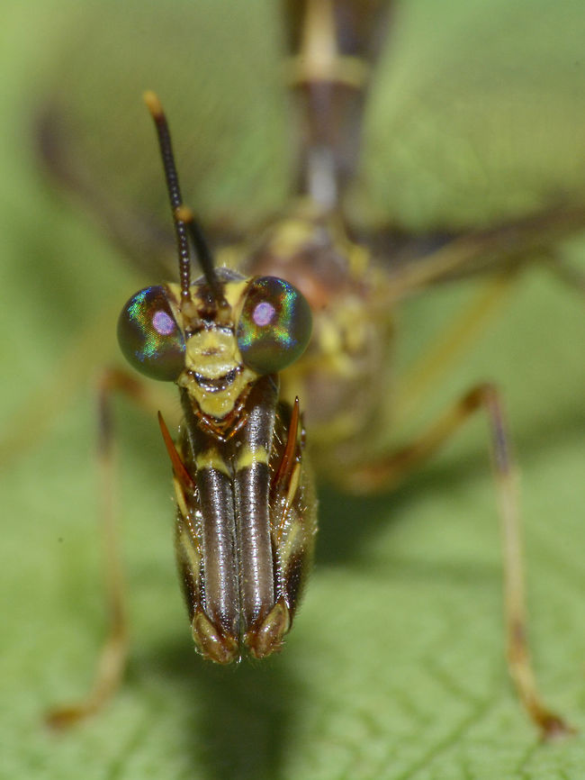 Pinky Eyes The compound eyes of this Mantidfly are simply gorgeous. Geotagged,Malaysia,Mantidfly,Mantispidae,Sarawak,Summer