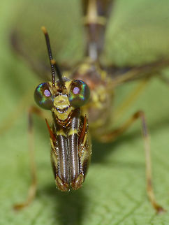 Pinky Eyes The compound eyes of this Mantidfly are simply gorgeous. Geotagged,Malaysia,Mantidfly,Mantispidae,Sarawak,Summer