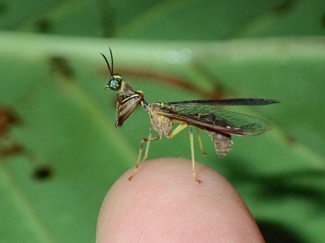 On my finger This small sized Mantidfly are a treat to see. Geotagged,Malaysia,Mantidfly,Mantispidae,Neuroptera,Planipenna,Sarawak,Summer