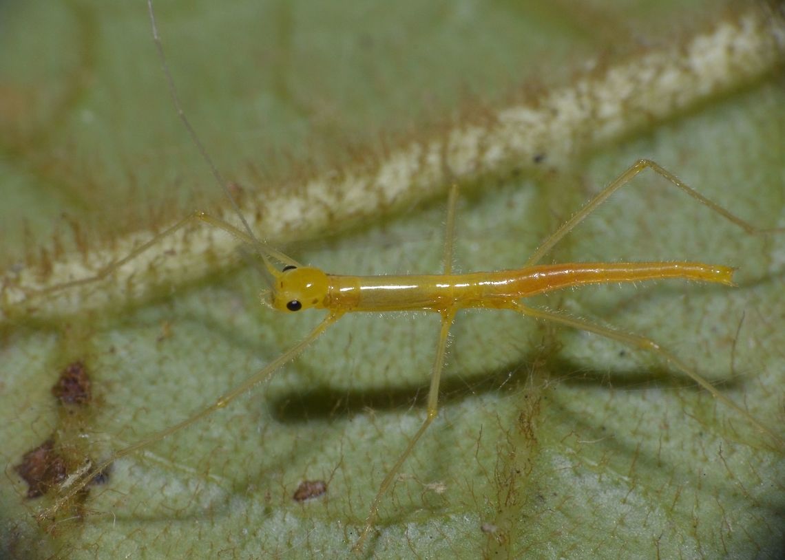 Yellow Hairy Baby This is a tiny nymph of Stick Insect/Phasmid, most likely from the genus Calvisia.<br />
It is yellow in colour with tiny hairs on its legs and body.  Size around 1.5cm.<br />
This nymph is probably a few days old. Calvisia sp,Geotagged,Malaysia,Phasmid,Sarawak,Stick Insect,Summer