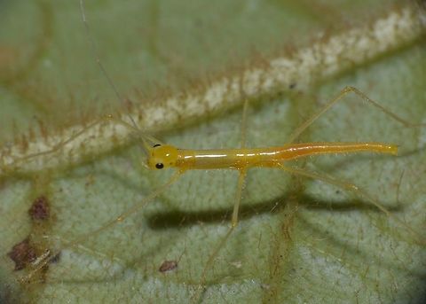 Yellow Hairy Baby This is a tiny nymph of Stick Insect/Phasmid, most likely from the genus Calvisia.
It is yellow in colour with tiny hairs on its legs and body.  Size around 1.5cm.
This nymph is probably a few days old. Calvisia sp,Geotagged,Malaysia,Phasmid,Sarawak,Stick Insect,Summer