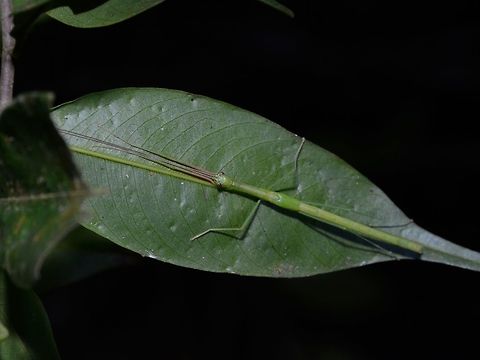 Pink Antennaes This is a Stick Insect/Phasmid, most likely in sub-adult stage.  Her wing-bags are showing and when they moults from sub-adult to adults, the wings will be fully develops.
This one has very long antennae that are pinkish in colour, most likely from the family of Necrosciinae. Geotagged,Malaysia,Phasmid,Sarawak,Stick Insect,Summer