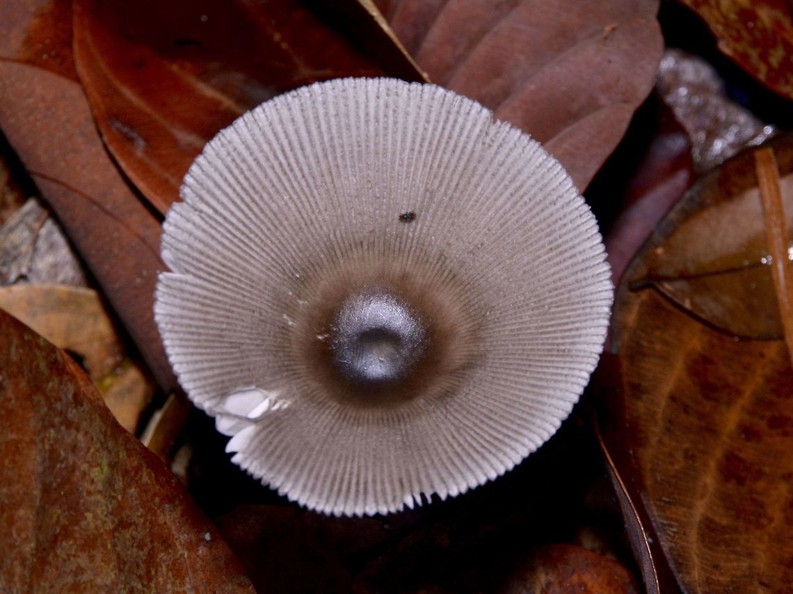 Fungi Small Fungi, circumference around 3 cm. Fungi,Geotagged,Malaysia,Sarawak,Summer