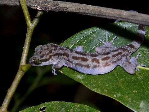 Taylor's Bow-Fingered Gekco A very common Forest Gecko - Cyrtodactylus quadrivirgatus found in tropical forest. Cyrtodactylus quadrivirgatus,Gecko,Geotagged,Malaysia,Sarawak,Summer,Taylors Bow-fingered Gecko