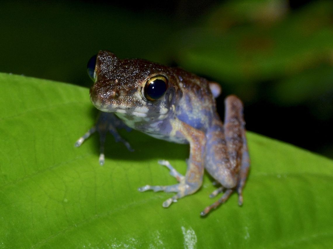 Baby Brown Marsh Frog - Pulchrana baramica Small Frog, around 3 cm in size. Brown Marsh Frog,Frog,Geotagged,Hylarana baramica,Malaysia,Sarawak,Summer
