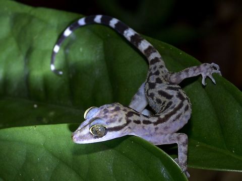 Pose This is a Taylors Bow-fingered Gecko - Cyrtodactylus quadrivirgatus, fairly common in the forest. Cyrtodactylus quadrivirgatus,Geotagged,Malaysia,Sarawak,Summer,Taylors Bow-fingered Gecko