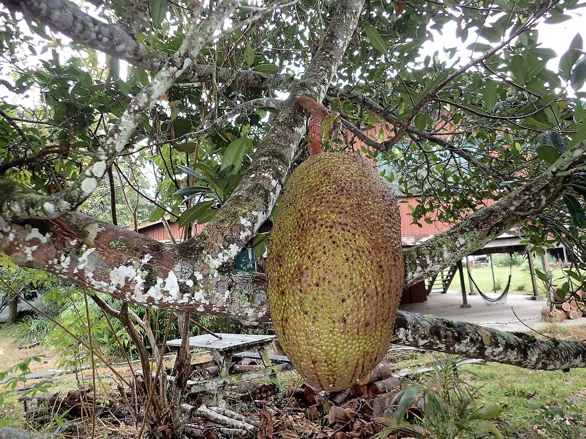 Jackfruit The fruit of this Jackfruit/Jacktree - Artocarpus heterophyllus is the largest tree-borne fruit.<br />
They can get as big/heavy as 35kg! Artocarpus heterophyllus,Geotagged,Jackfruit,Malaysia,Sarawak,Summer