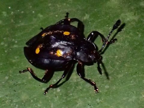 Handsome Fungus Beetle Small Black Beetle, known as Handsome Fungus Beetle - Eumorphus marginatus, with 4 yellow spots on its back. Beetle,Eumorphus marginatus,Geotagged,Handsome Fungus Beetle,Malaysia,Marginate handsome fungus beetle,Sarawak,Summer