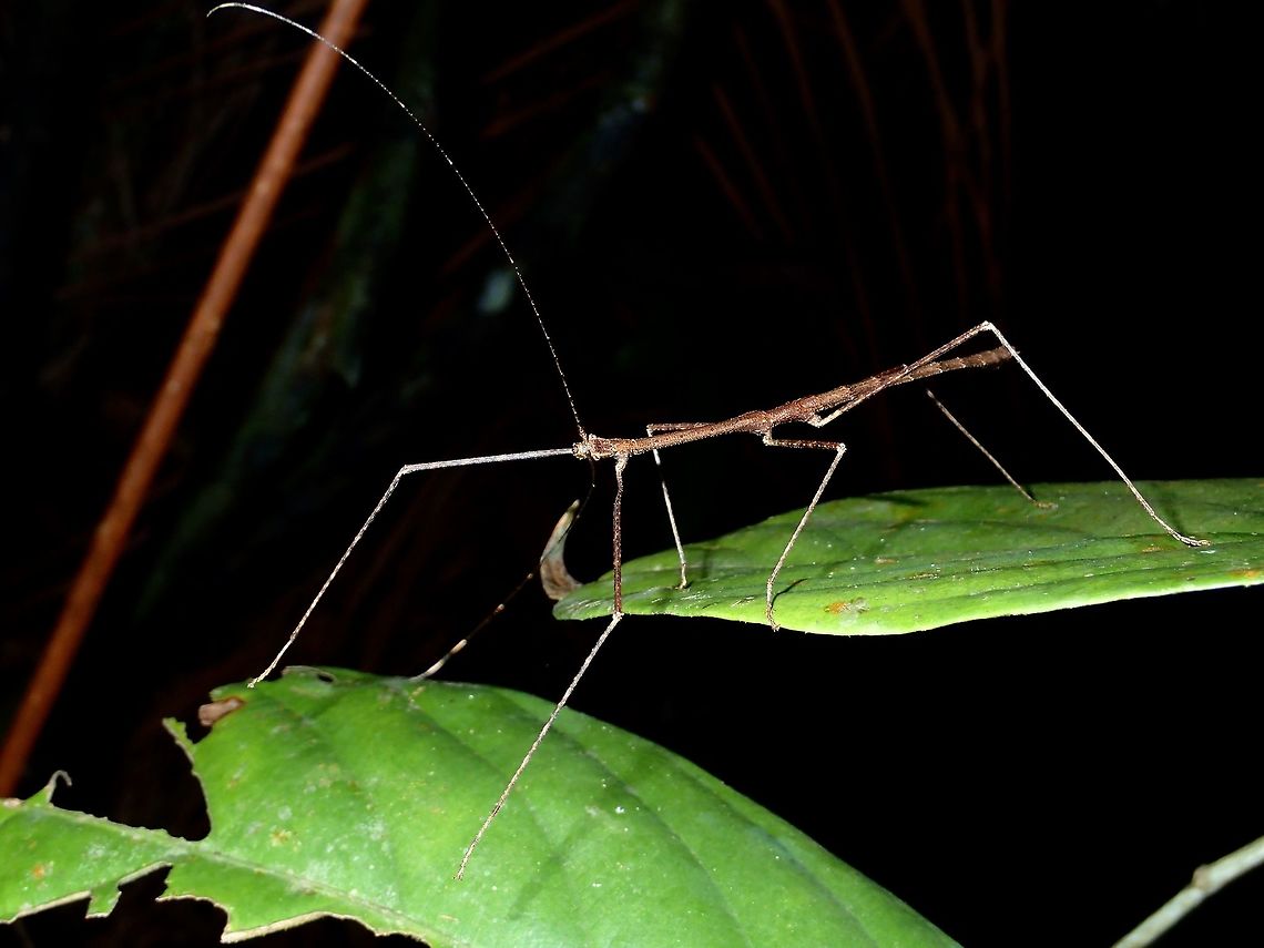 Stick Insect, Phasmid Male Stick Insect/Phasmid - very thin and slender with long antennae. Geotagged,Malaysia,Phasmid,Sarawak,Stick Insect,Summer
