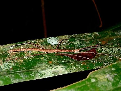 Stick Insect, Phasmid Nymph of Stick Insect/Phasmid Geotagged,Malaysia,Phasmid,Sarawak,Stick Insect,Summer