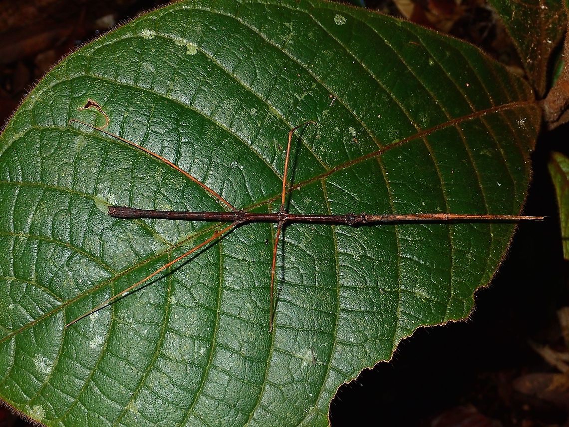 Stick Insect, Phasmid Male Stick Insect, Phasmid; thin and slender. Geotagged,Malaysia,Phasmid,Sarawak,Stick Insect,Summer