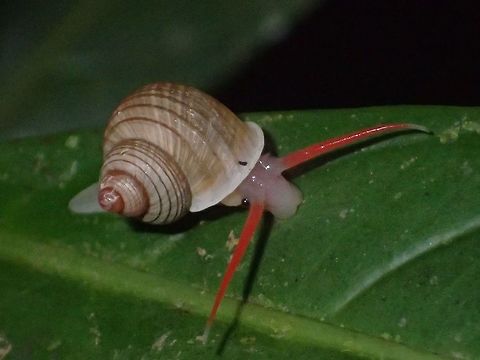 Red Antennae Small Snail, with red antennae from the genus Leptopoma. Geotagged,Leptopoma,Leptopoma sp,Malaysia,Sarawak,Snail,Summer