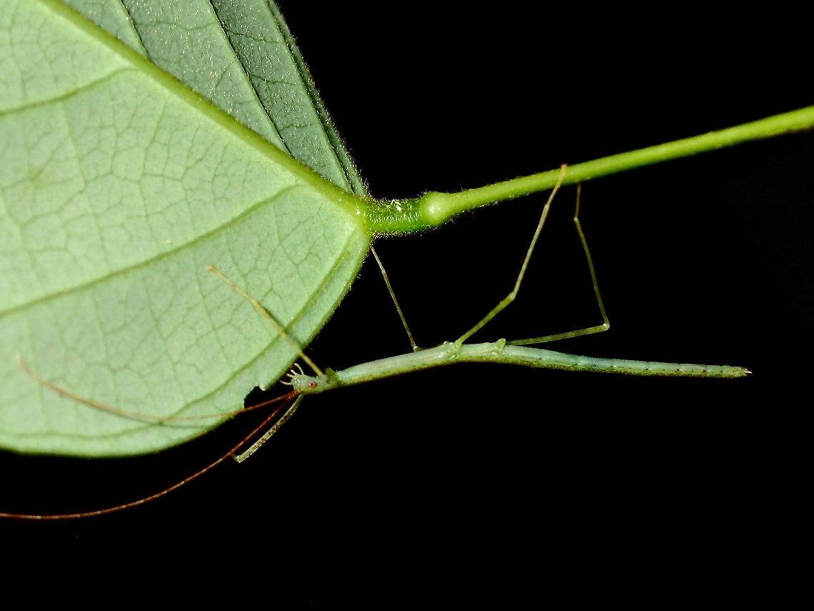 Small Bite This is a nymph of Stick Insect/Phasmid, all green in colour with long reddish antennae.<br />
It has taken a small bite on the leaf. Geotagged,Malaysia,Phasmid,Sarawak,Stick Insect,Summer