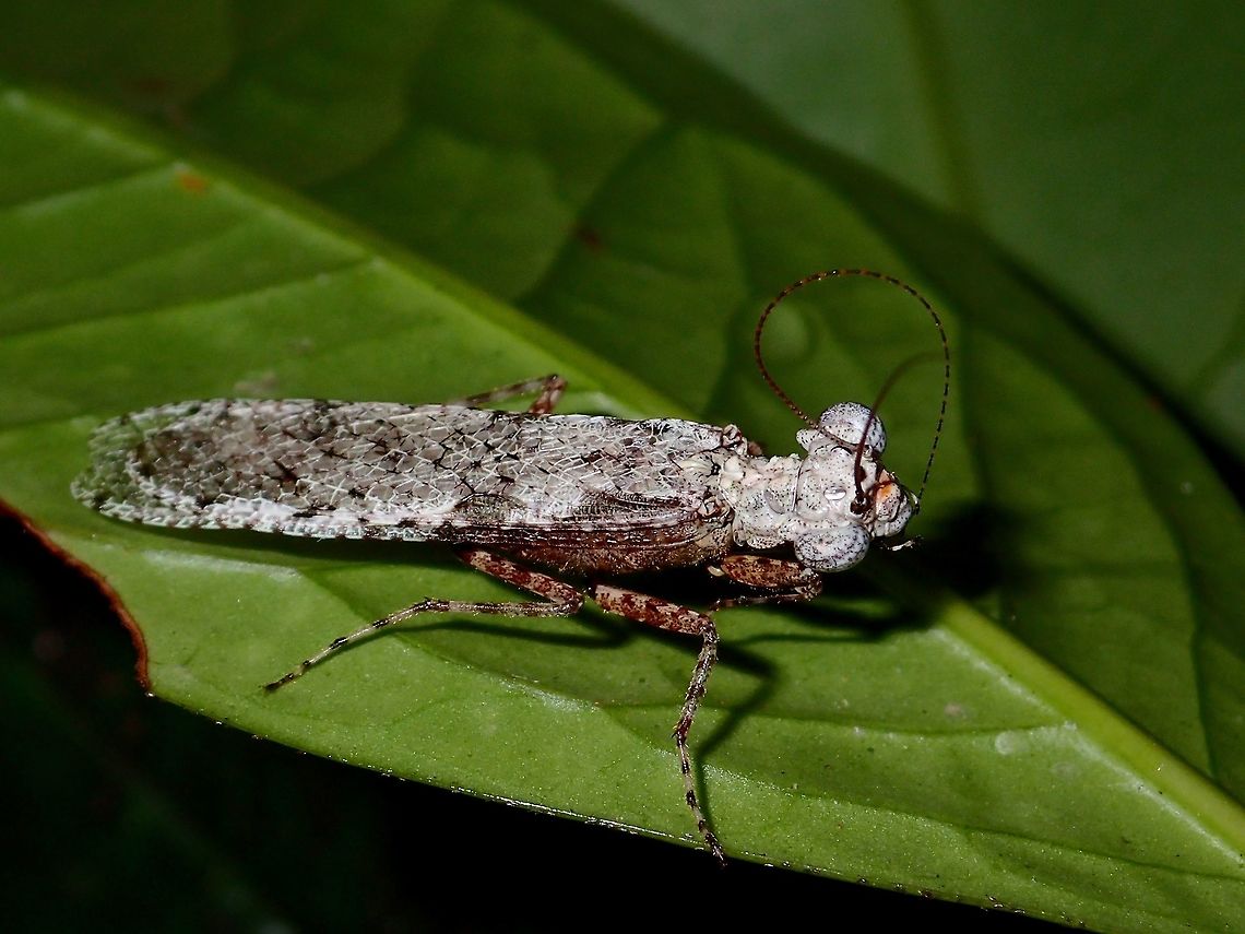 Cleaning Antennae Small Bark Mantis cleaning its antennae Bark Mantis,Geotagged,Malaysia,Sarawak,Summer,Theopompa burmeisteri