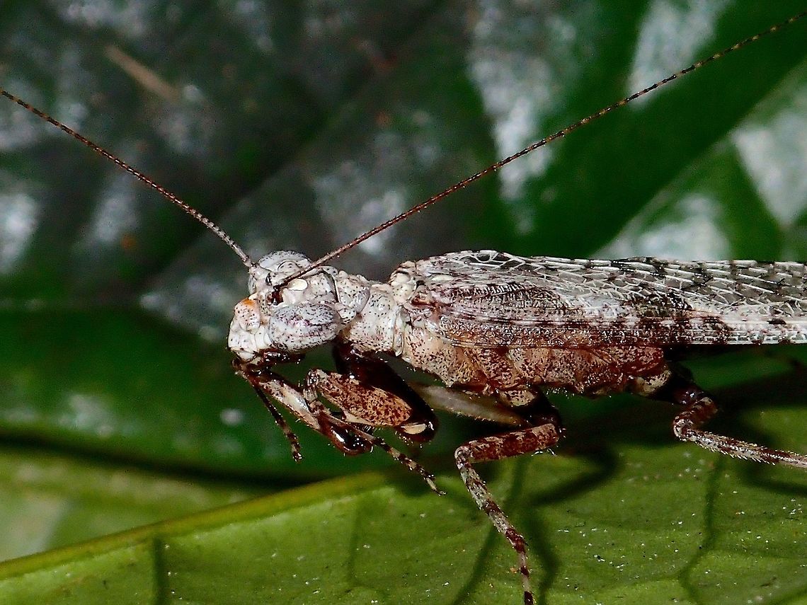 Bark Mantis Bark Mantis Bark Mantis,Geotagged,Malaysia,Sarawak,Summer,Theopompa burmeisteri