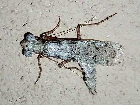 Bark Mantis This Bark Mantis was attracted by the light outside my room. Bark Mantis,Geotagged,Malaysia,Sarawak,Summer,Theopompa burmeisteri